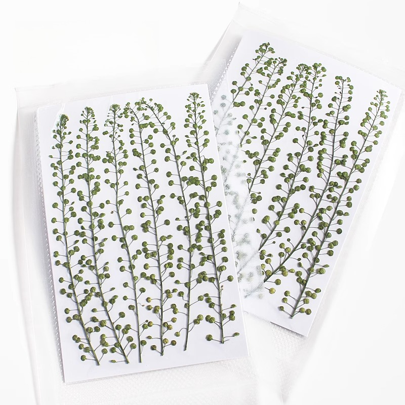 Doğal Renkli Yeşil Çan Çimi Pr - Resin Craft Ideas incelemesi ve fiyatı